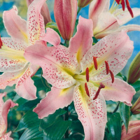 Лилия Coral Queen тигровая, De Ree