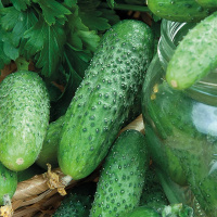 Семена Огурца Полёт бабочки F1 на развес, Агролиния