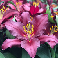 Лилия  Bombastic гигант высокорослая, De Ree