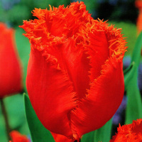 Тюльпан Noranda 3 шт бахромчатый, Dee Ree (10212)