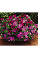 Петуния Рамблин F1 100 дражированных семян смесь, Syngenta Flowers