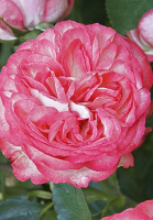 Троянда Рожевий лід англійська плетиста