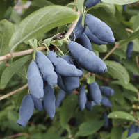 Жимолість Карина рання