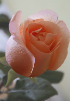 Троянда Ленні чайно-гібридна