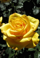 Троянда Керно чайно-гібридна