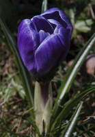 Крокус Negro Boy крупноцветковый (10192)