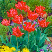 Тюльпан Karel Doorman 3 шт попугаевидный, De Ree