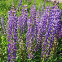 Козлятник восточный 0,5 кг зеленое удобрение, Витас