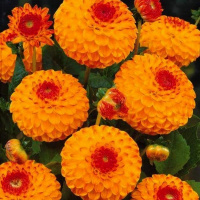 Георгина Glow помпонная, De Ree