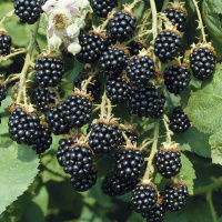 Ожина Лохнес середньопізня