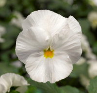 Виолла виттрока Целло F1 100 семян белая, Hem Genetics