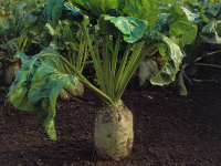 Свекла Центаур Поли 1 кг кормовая цилиндрическая среднеспелая