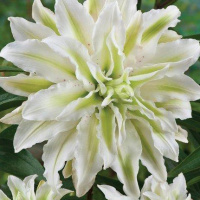 Лилия Lodewijk махровая ориентальная, De Ree