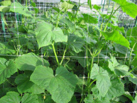 Шпалера огуречн ячейка 15х15см (1,7*500м) (Венгрия)