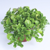 Седум Спирит 200 семян желтый, Benary