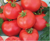 Томат Дар Заволжья весовой для переработки кустовой среднеранний