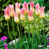 Тюльпан  Elegant Lady 3 шт лилиевидный, De Ree