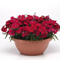 Гвоздика китайская Корона F1 вишнево-красная 100 семян, Pan American flowers