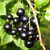 Смородина Ювілейна Копаня чорна середньопізня