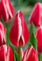 Тюльпан Nashville 3 шт гигантский, De Ree (10225)