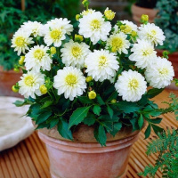 Георгина Gallery Art Fair низкорослая, De Ree