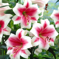 Лилия Triumfator LO трубчатая, De Ree