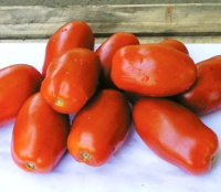 Томат Инкас F1 1000 семян для переработки кустовой ранний, Nunhems Zaden