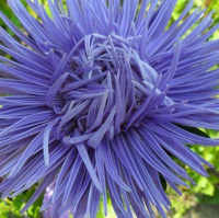 Астра китайская Дрэгон синий лед 1 г, Satimex