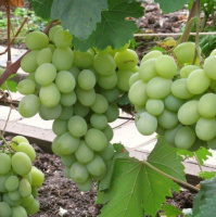 Саженцы винограда Миллениум кишмиш