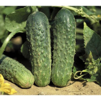 Огурец Аякс F1 500 шт, Nunhems Zaden
