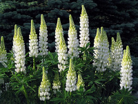 Люпин Галлерея 0,4 г белый, Hем Zaden