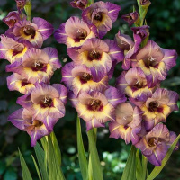 Гладиолус Qui Vive 3 шт крупноцветковый, De Ree