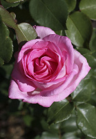 Троянда Юріандра чайно-гібридна