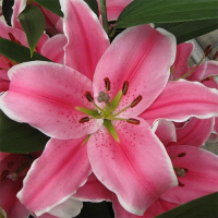 Лилия Marlon гигант высокорослая, De Ree