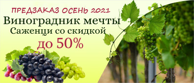 Скидки на привитые саженцы винограда 50%