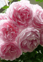 Роза Жасмина плетиста