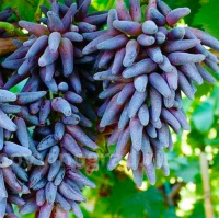 Саженцы винограда Хеллоуин кишмиш