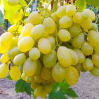 Саженцы винограда Свилена кишмиш