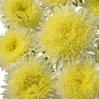 Астра Шанхайская роза 1 г желтая, Satimex