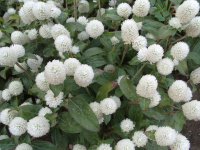 Гомфрена Будди Benary flowers (Германия)