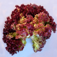 Салат Лолла Росса на развес, Агролиния