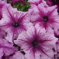 Петуния Лимбо F1 1000 дражированных семян орхид с прожилками, Hem Genetics