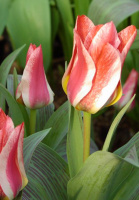 Тюльпан Pinocchio 3 шт грейга, De Ree (10231)