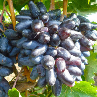 Саженцы винограда Джованни
