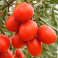 Томат 6Пунто7 F1 1000 семян черри кустовой ранний, Seminis