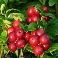 Журавлина Ховес середньопізня