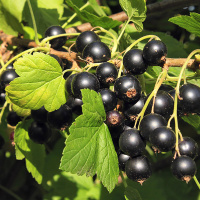 Смородина Софіївська чорна середньостигла