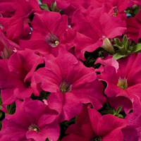 Петуния Селебрети F1 1000 дражированных семян карминовая, Benary flowers