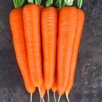 Морковь Нантская весовая среднеспелая