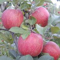 Яблоня Фуджи Кику поздняя